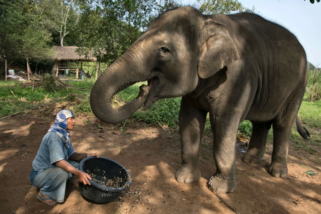 Кофе в зернах BAO - Elephant Premium, г