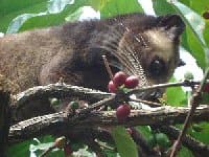 Kopi Luwak (Копи Лювак) Арабика - 450 гр. (1 фунт) в зернах, жареный. Собранный в Северной Суматре, Индонезия!