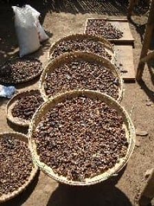 Kopi Luwak (Копи Лювак) Робуста - 450 гр. (1 фунт) в зернах, жареный. Собранный в Северной Суматре, Индонезия!