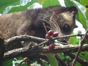 Kopi Luwak (Копи Лювак) из Семаранга - 200 гр. молотый, жареный. Индонезия.