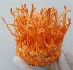 ГРИБ КОРДИЦЕПС, НАТУРАЛЬНЫЙ, СУШЁНЫЙ (CORDYCEPS) - 500 ГР. КОРЕЯ.